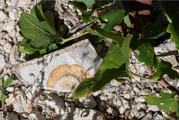 DLT travail vignobles