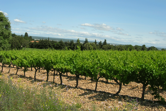 CGE Travail Vignoble