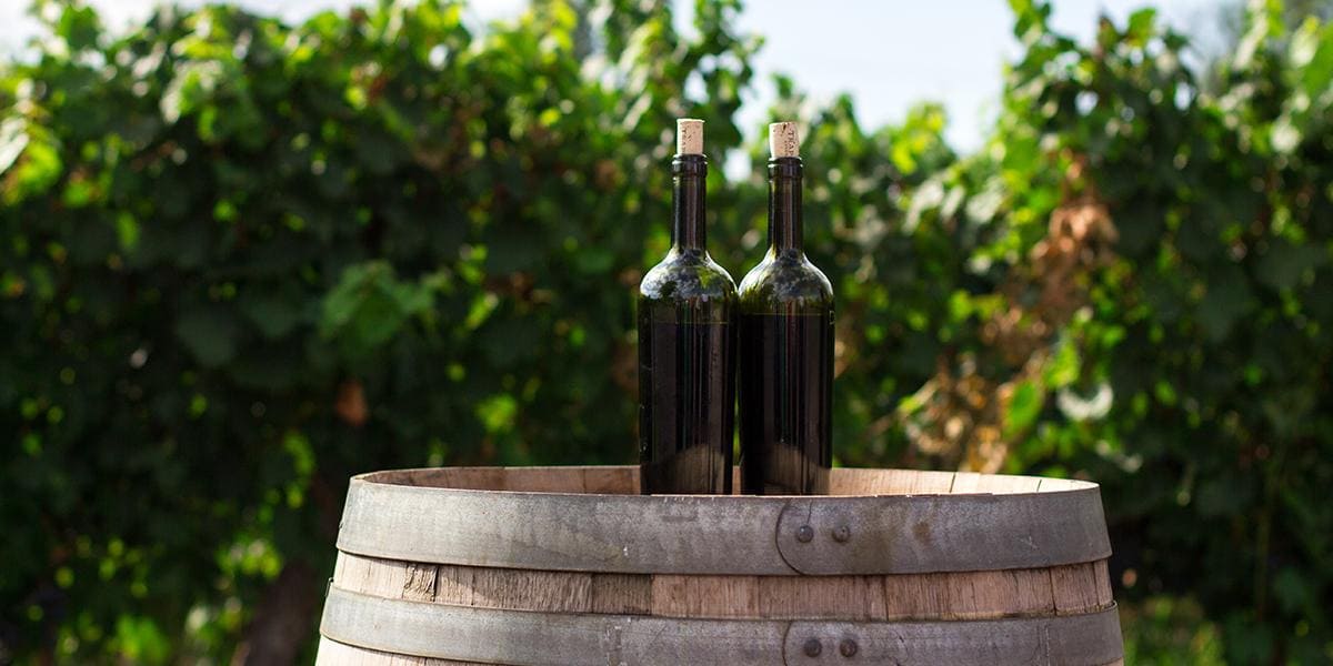 Bouteilles de vins disposées dans les vignes