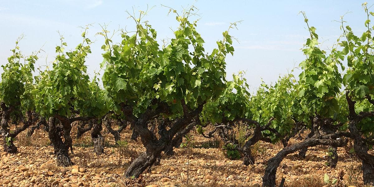 Les vins Côtes du Rhône un sujet expliqué par la maison Gabriel Meffre
