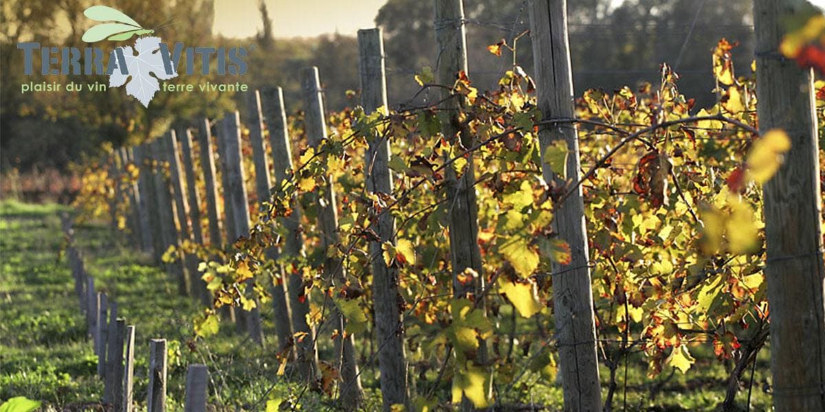 Production raisonnée ou biologique, les engagements de la Maison Gabriel Meffre pour une viticulture plus respectueuse