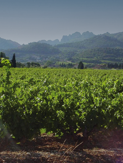 vin-de-France-aire d'appellation